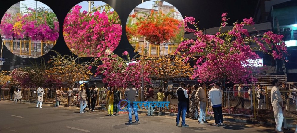 ‘ढकमक्क’ फुलेका फुलले तान्यो सबैको ध्यान, फोटो खिच्नेको दिनहुँ भिड