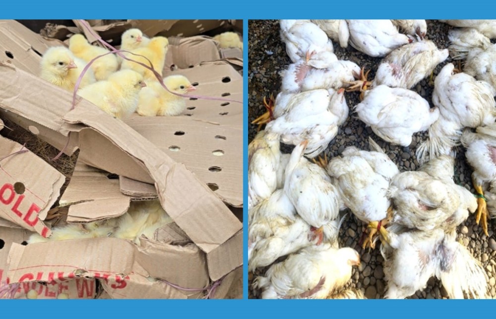 एकातिर बर्डफ्लुको त्रास, अर्कोतिर भित्रिदै भारतीय कुखुरा र चल्ला 