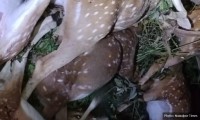 पूर्वी नवलपरासीको जंगलभित्र ८ मृग मृत फेला