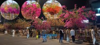 ‘ढकमक्क’ फुलेका फुलले तान्यो सबैको ध्यान, फोटो खिच्नेको दिनहुँ भिड