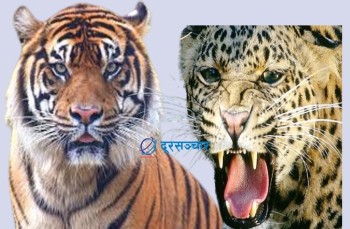 बाँके र बर्दियाका 'हिंस्रक वन्यजन्तु' पहिचान गरी नियन्त्रणमा लिएर ब्यवस्थापन गरिने