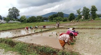 सिंचाई सुविधा पुगेपछि राप्ती सोनारीको बैरियाबासीलाई रोपाई गर्न सहज