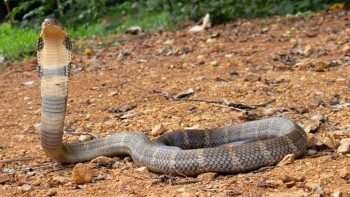 गर्मी बढेसँगै बाँकेमा देखिन थाले विषालु सर्प