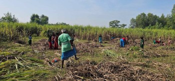 उखु किसानको भुक्तानी तत्काल दिने सरकारको निर्णय