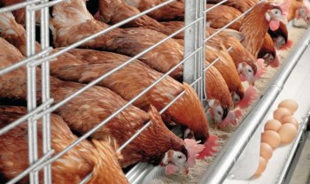 चितवनमा बर्डफ्लु देखिएपछि १८ हजार बढी कुखुरा नष्ट