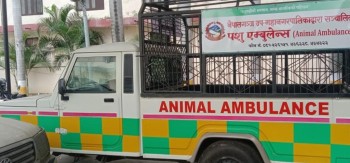 जनावरको उद्धार गर्न नेपालगन्जमा ‘एनिमल एम्बुलेन्स’ 